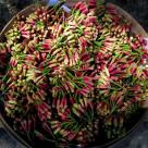 Гвоздика цветочные почки сушеные, 500 гр. (Коморские острова)